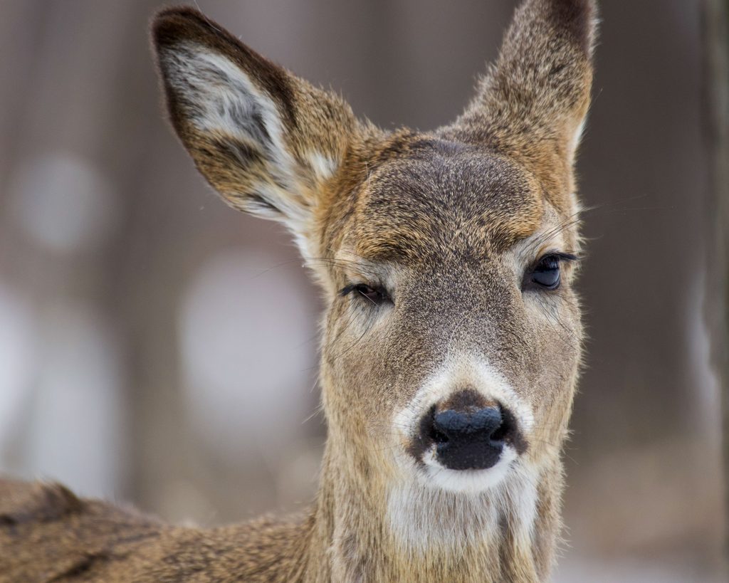 Close up photo of a doe Whitetail Deer's face that appears to be winking one eye. 